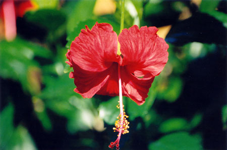 88_red_flower