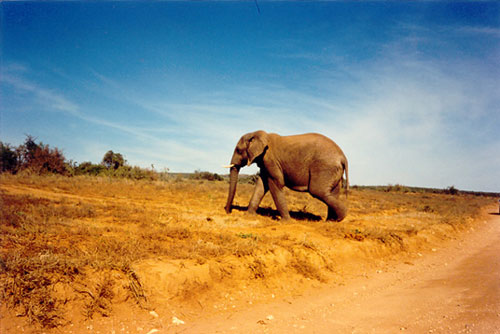 28_elephant